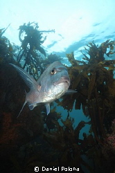 My companion for the whole dive by Daniel Poloha 